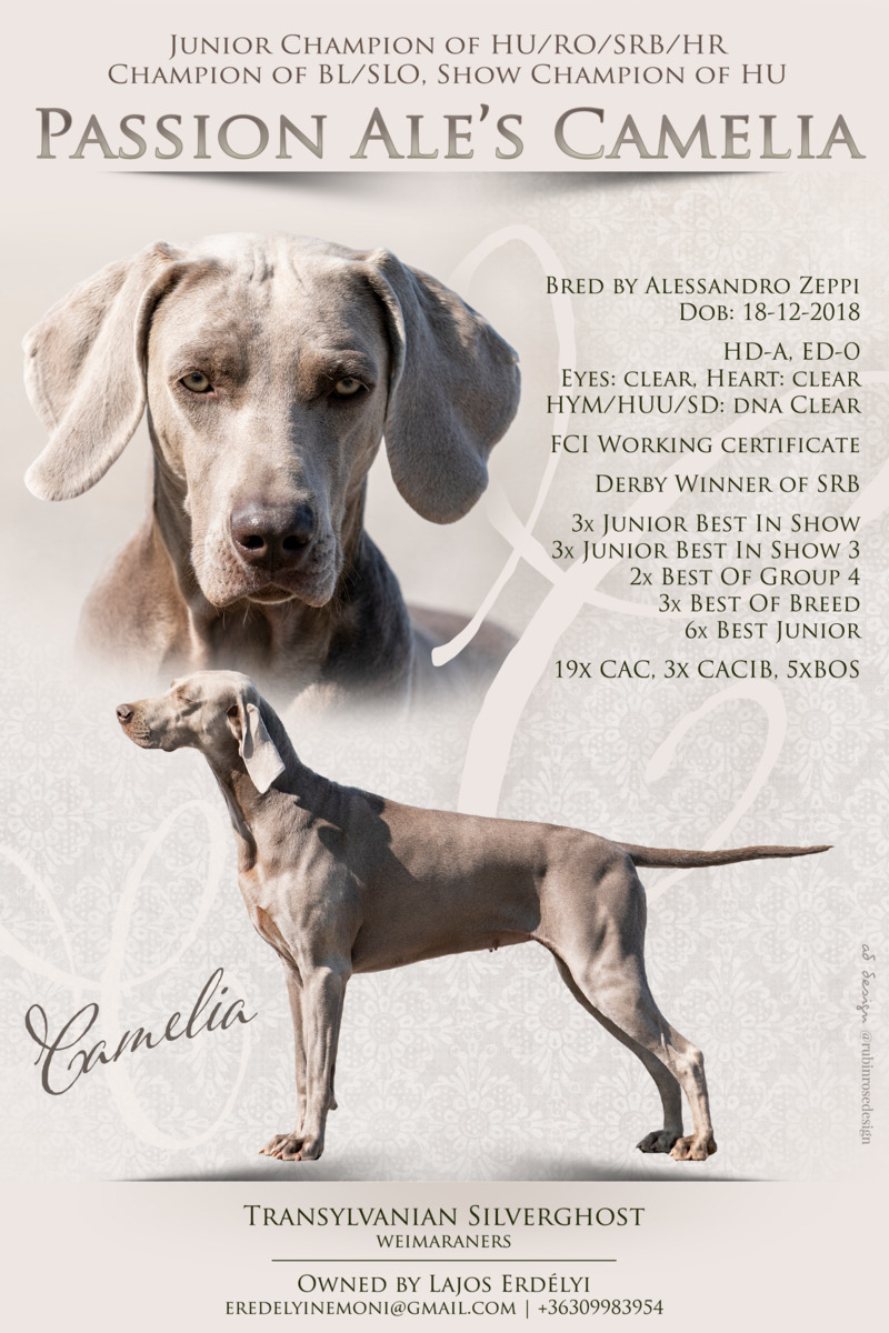 Image of Passion Ale's Camelia