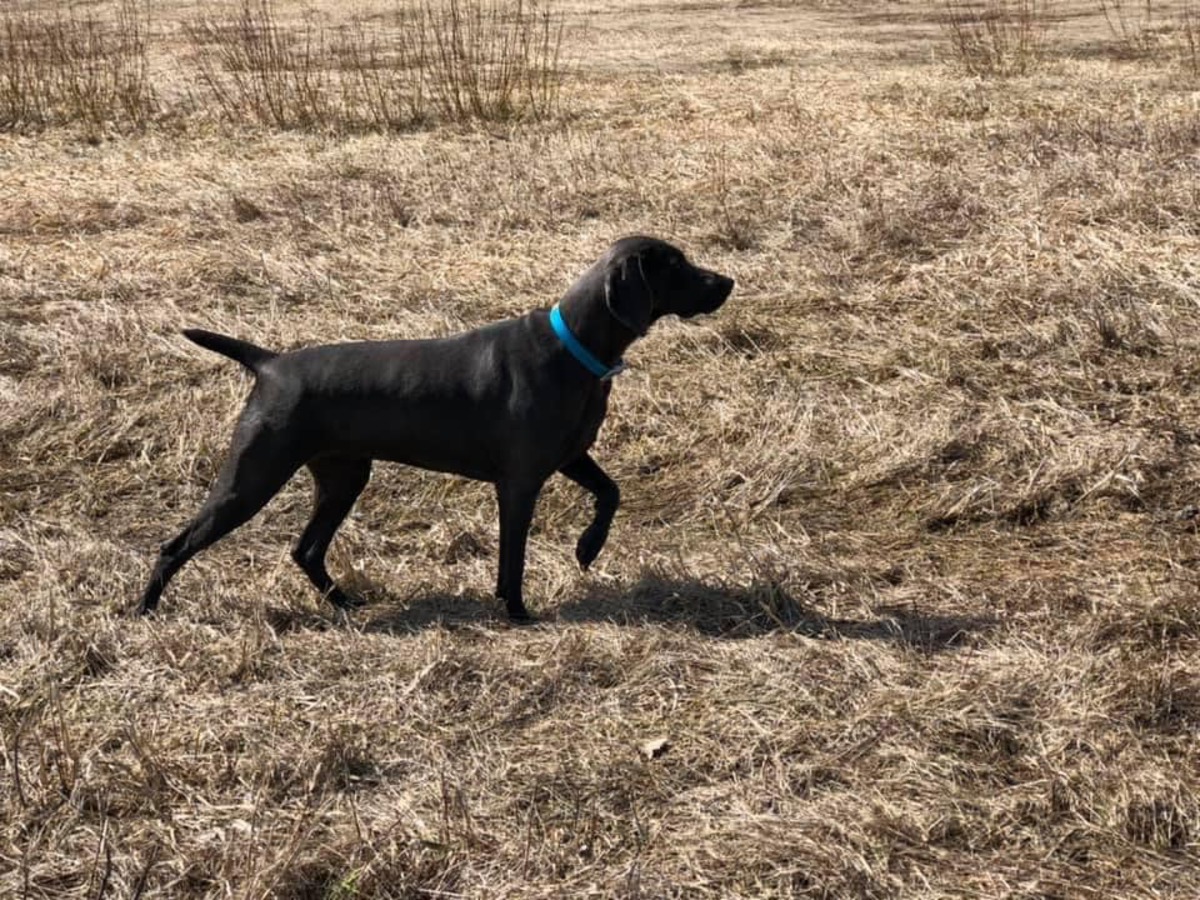 Image of Whispering's Fearless Phoebe Flying Thur Fields