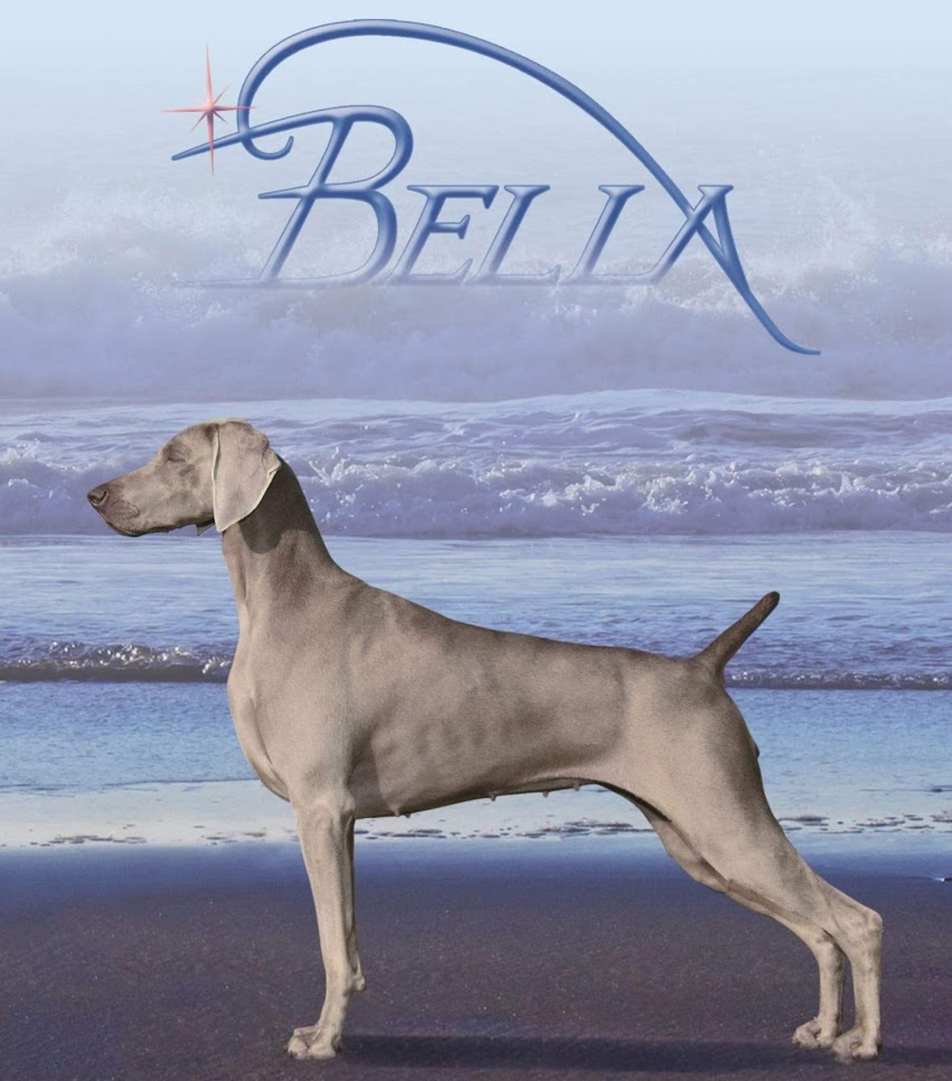 Image of Doc's Greyborn Northstar of Acadia