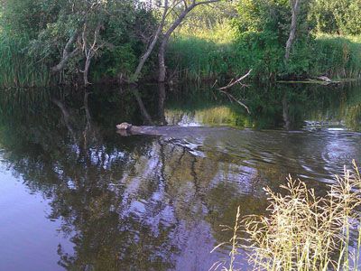 Image of Rylio A'Haku The River Spirit