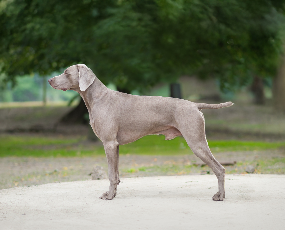 Image of Furioso Egin D'Argento Suerte
