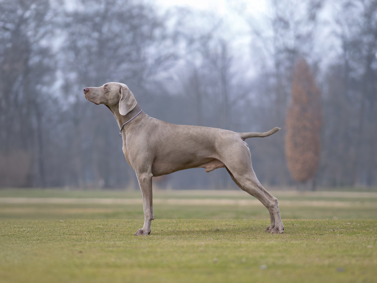 Image of Furioso Egin D'Argento Suerte