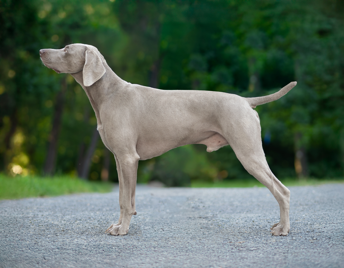 Image of Furioso Egin D'Argento Suerte