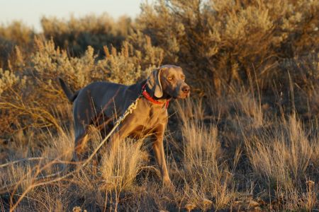 Image of Floyd Zum Kestenbusch