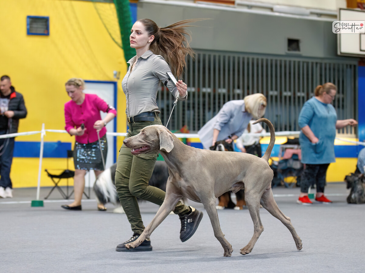 Image of Galliard Just Dance