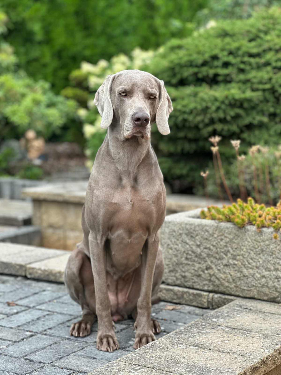 Image of Celine z Milicovskych lesu a haju