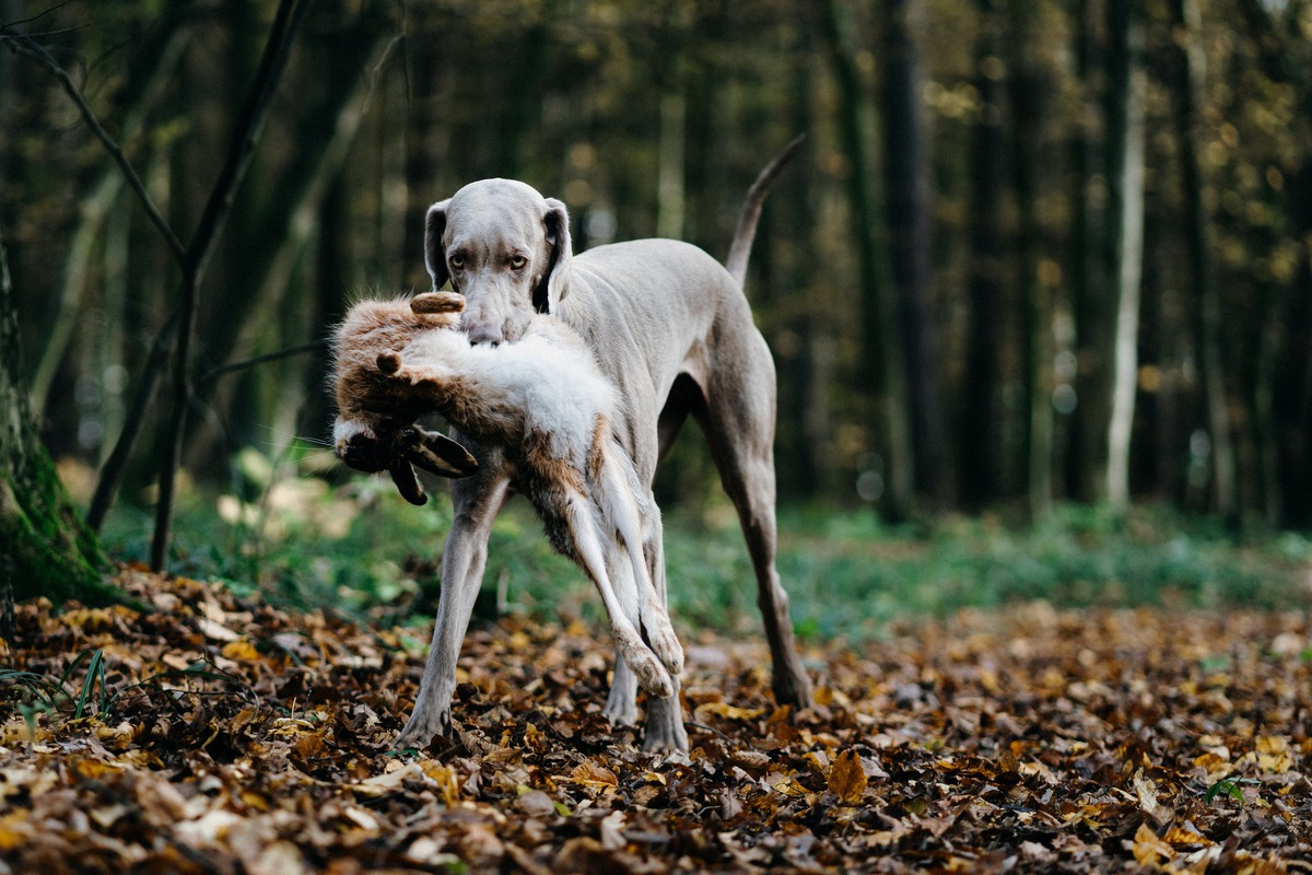 Image of Bitter Sweet Love Emerald Marvel