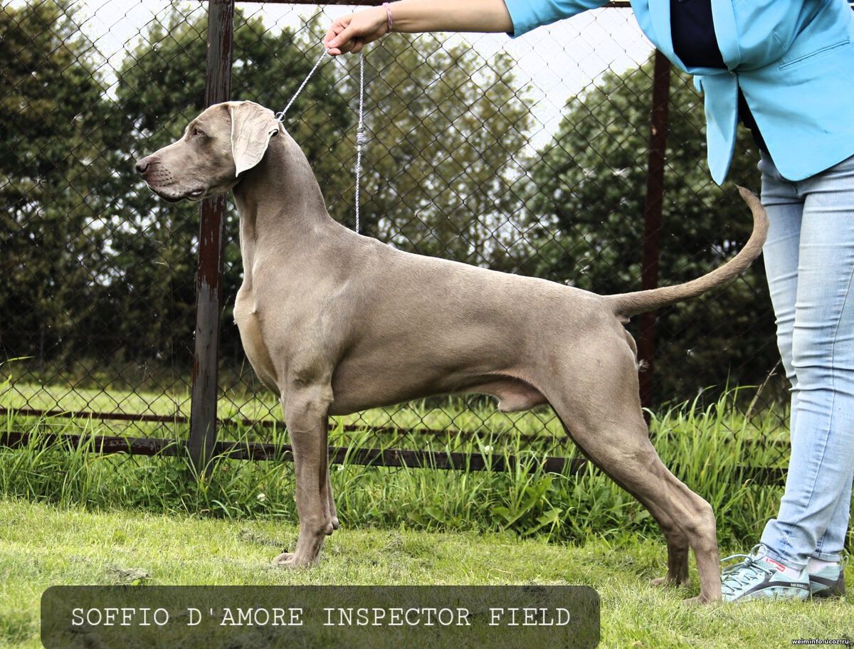 Image of Soffio d'Amore Inspector Field