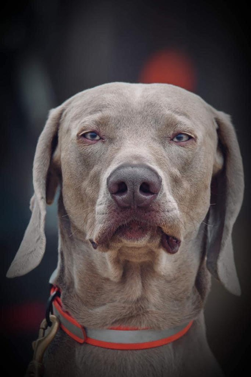 Image of Alvar Aalto Ambergma