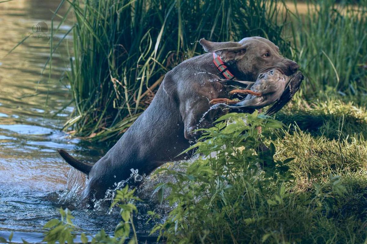 Image of Alvar Aalto Ambergma