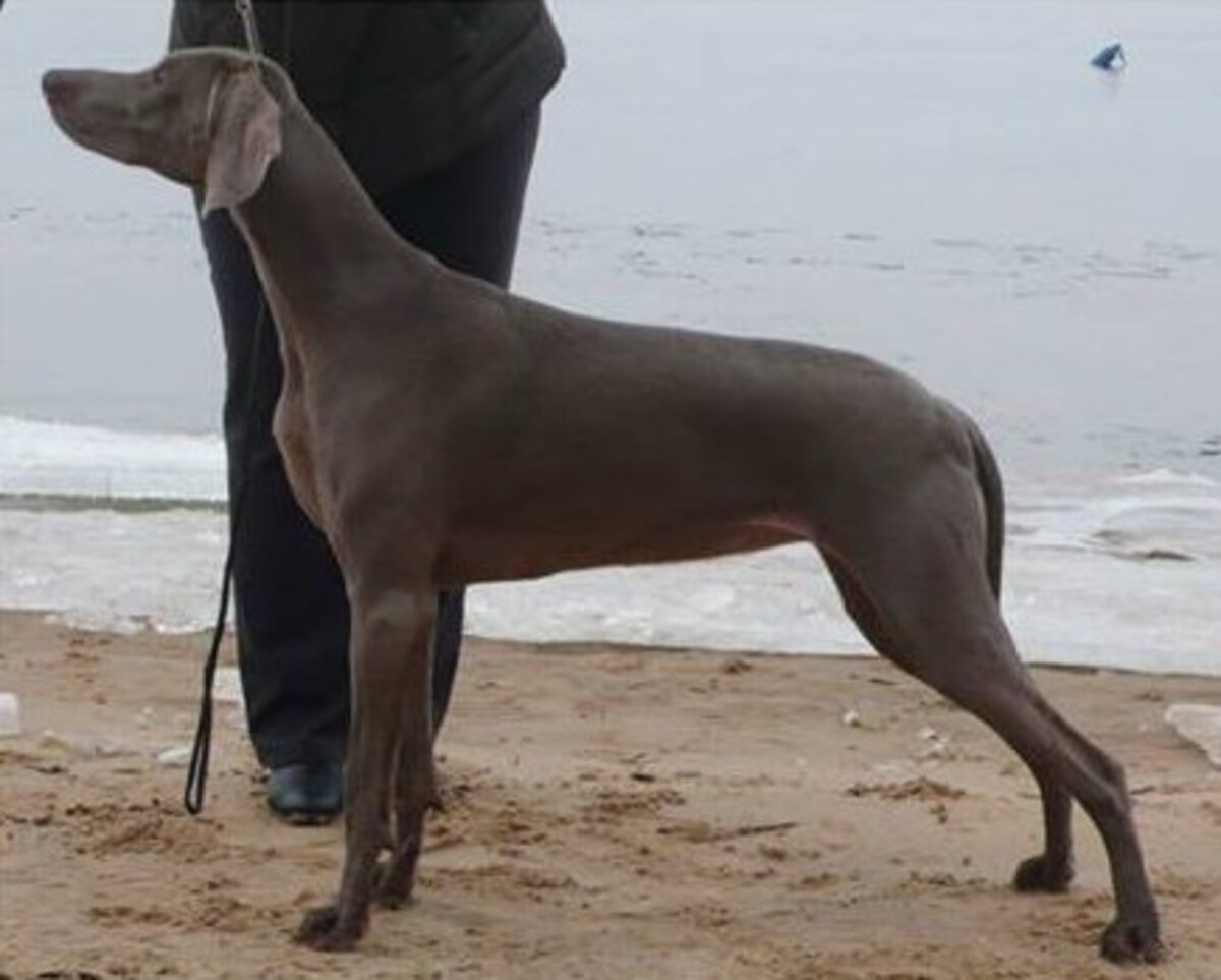 Image of Daisy Drondo Canar'Go