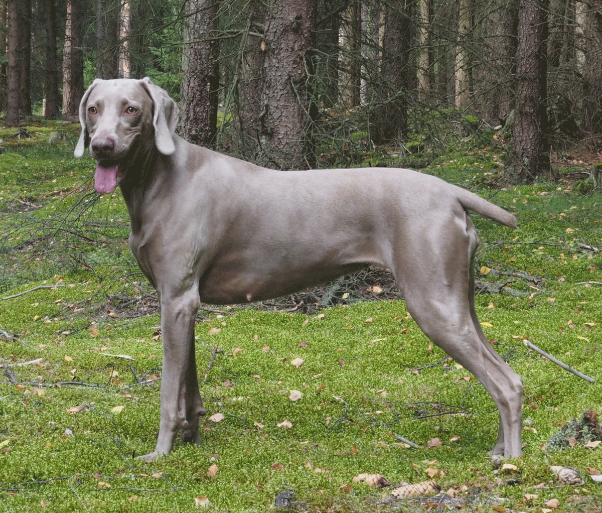 Image of Ambra od Bezdrevskeho Lesa