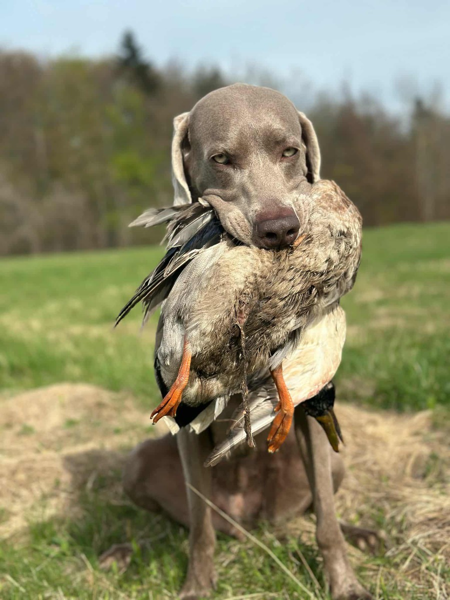 Image of Celine z Milicovskych lesu a haju