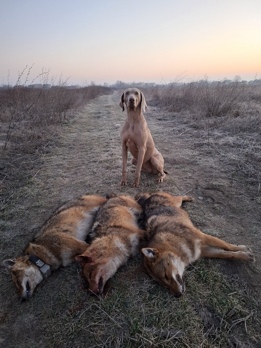 Image of Bella aus Dantes Hölle