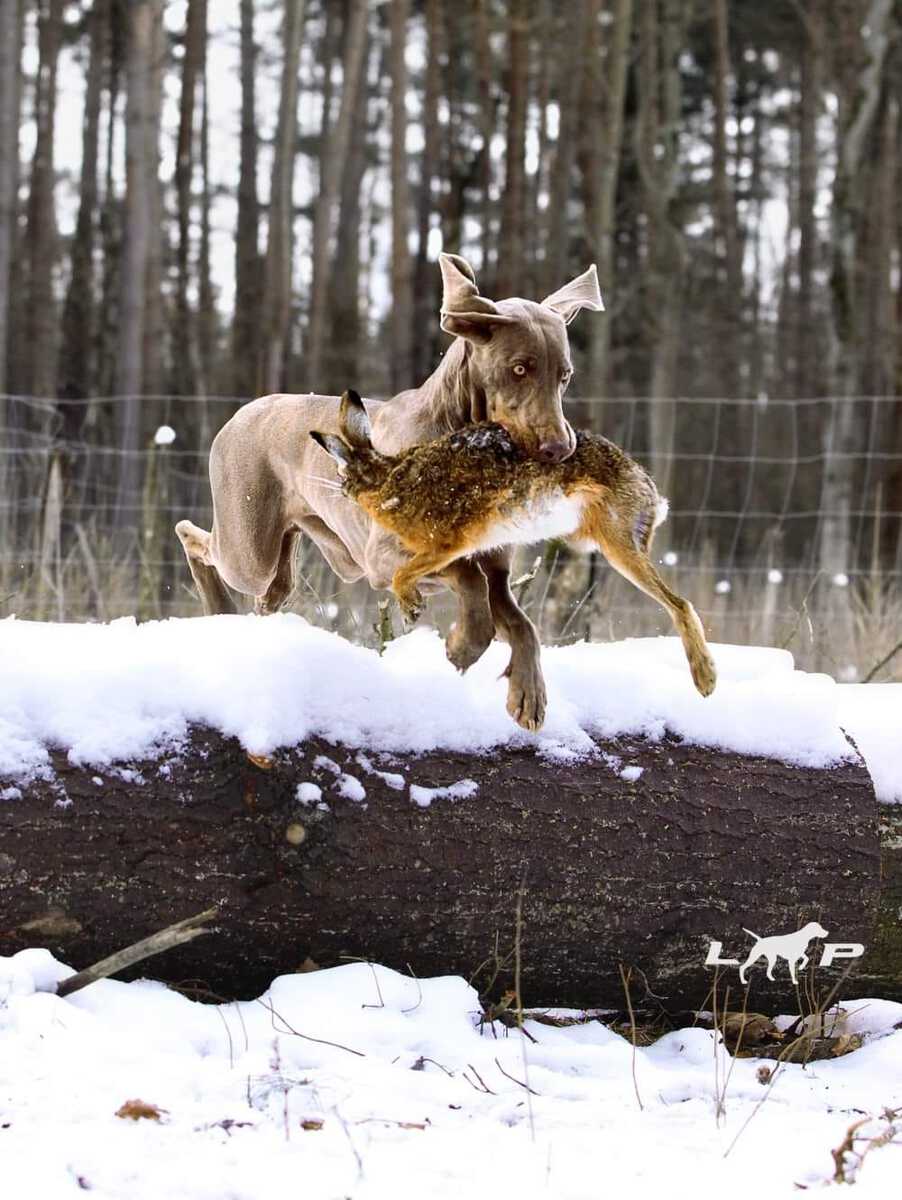 Image of Aura od Mlynske Cidliny