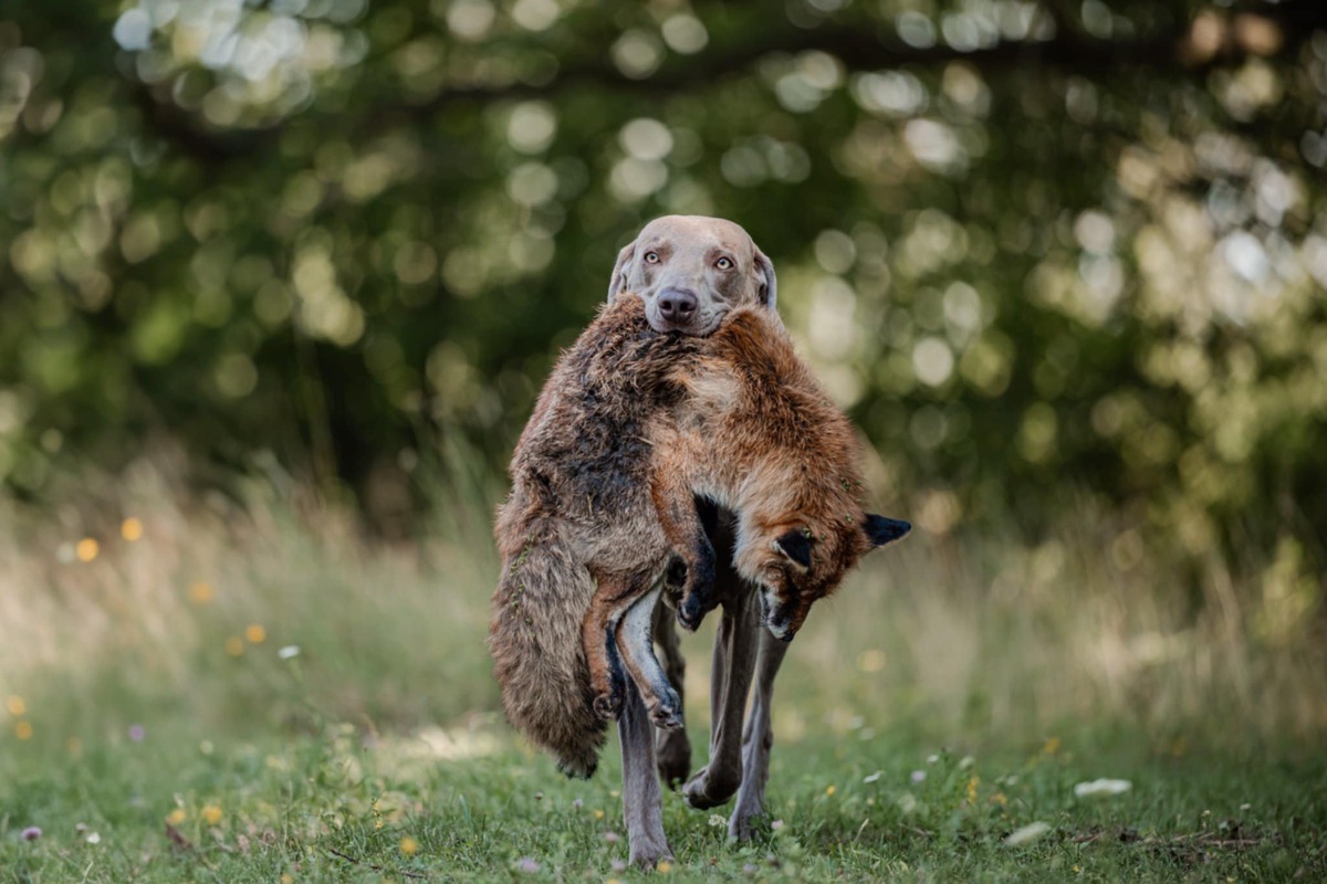 Image of Carmelo z Milicovskych lesu a haju
