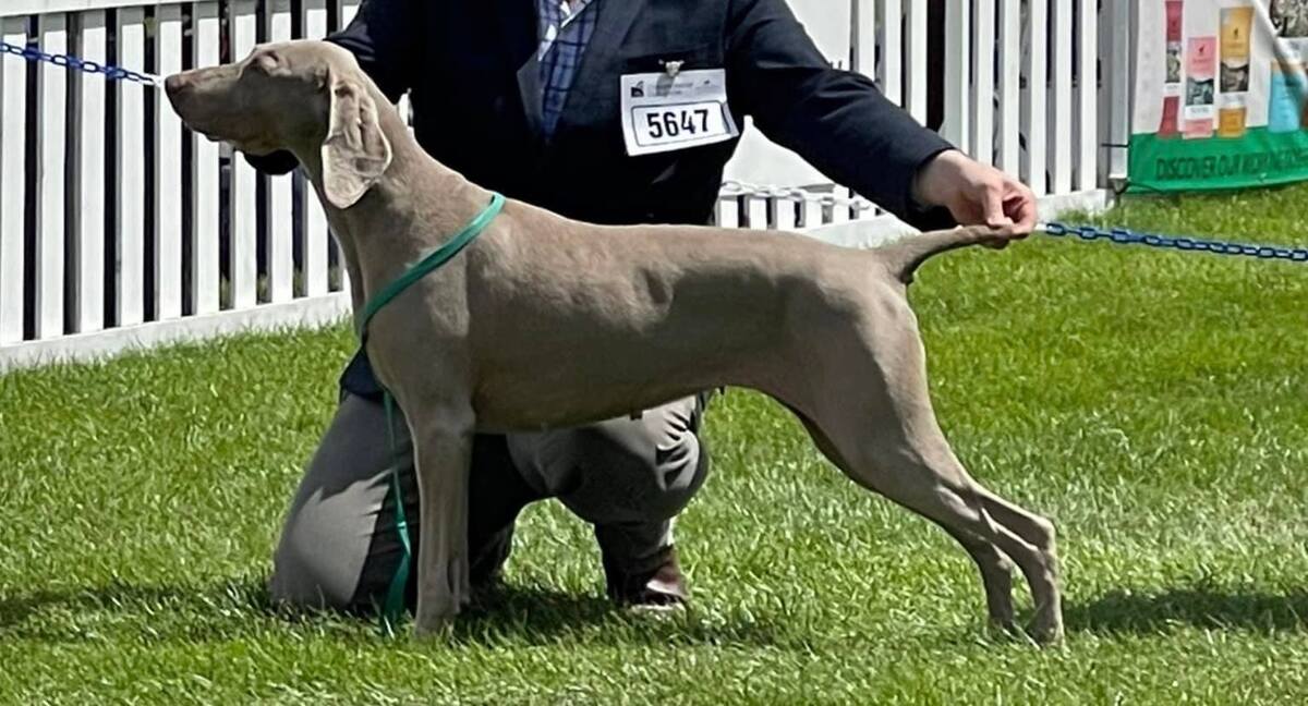 Image of Hundwith Giggle