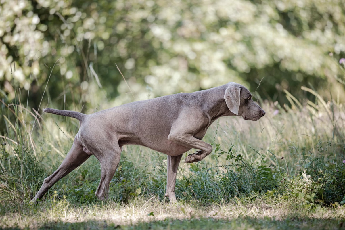 Image of Carmelo z Milicovskych lesu a haju