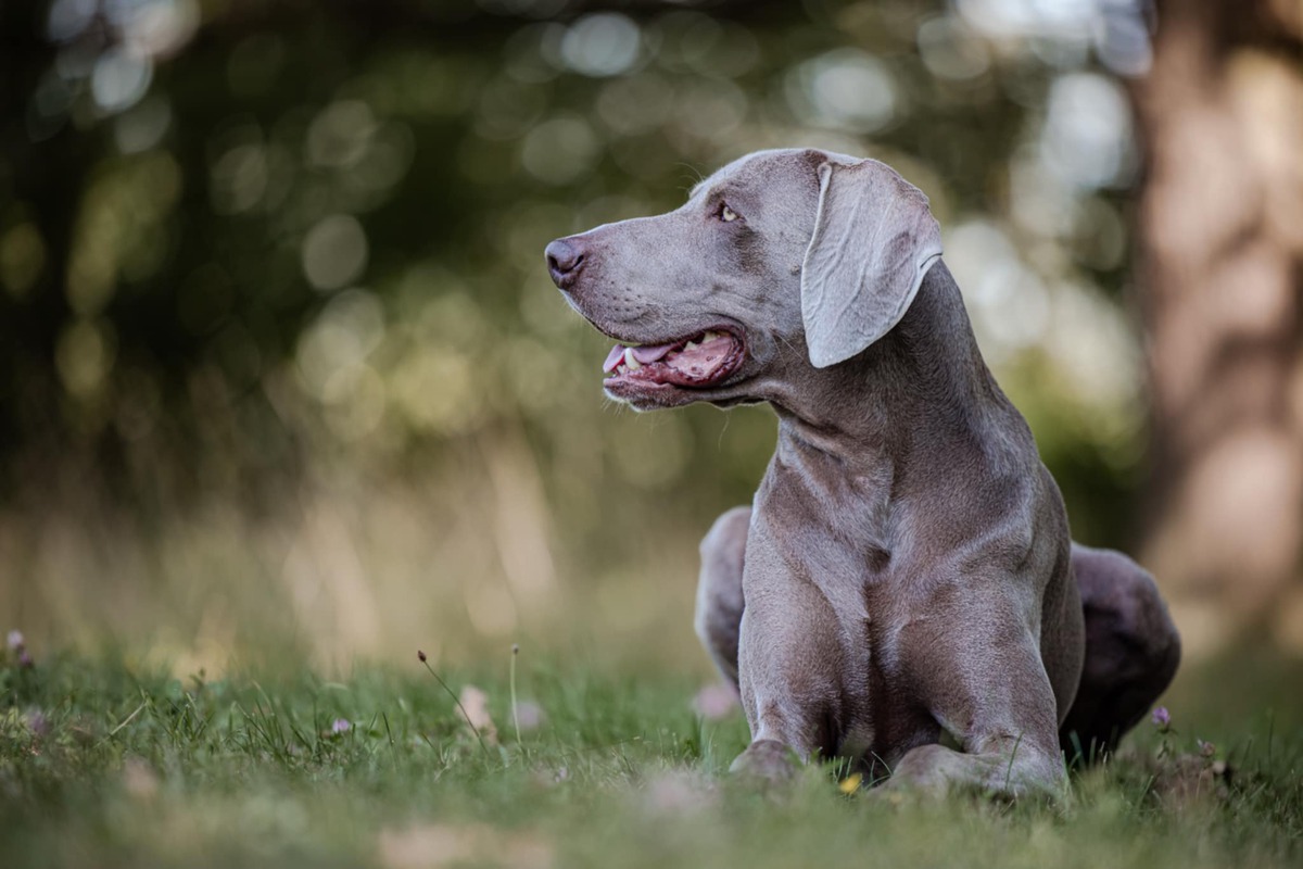Image of Carmelo z Milicovskych lesu a haju
