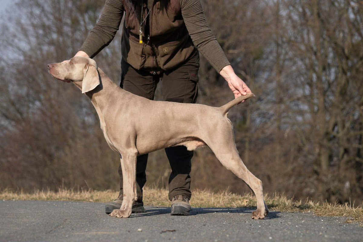 Image of Blaser Annomis