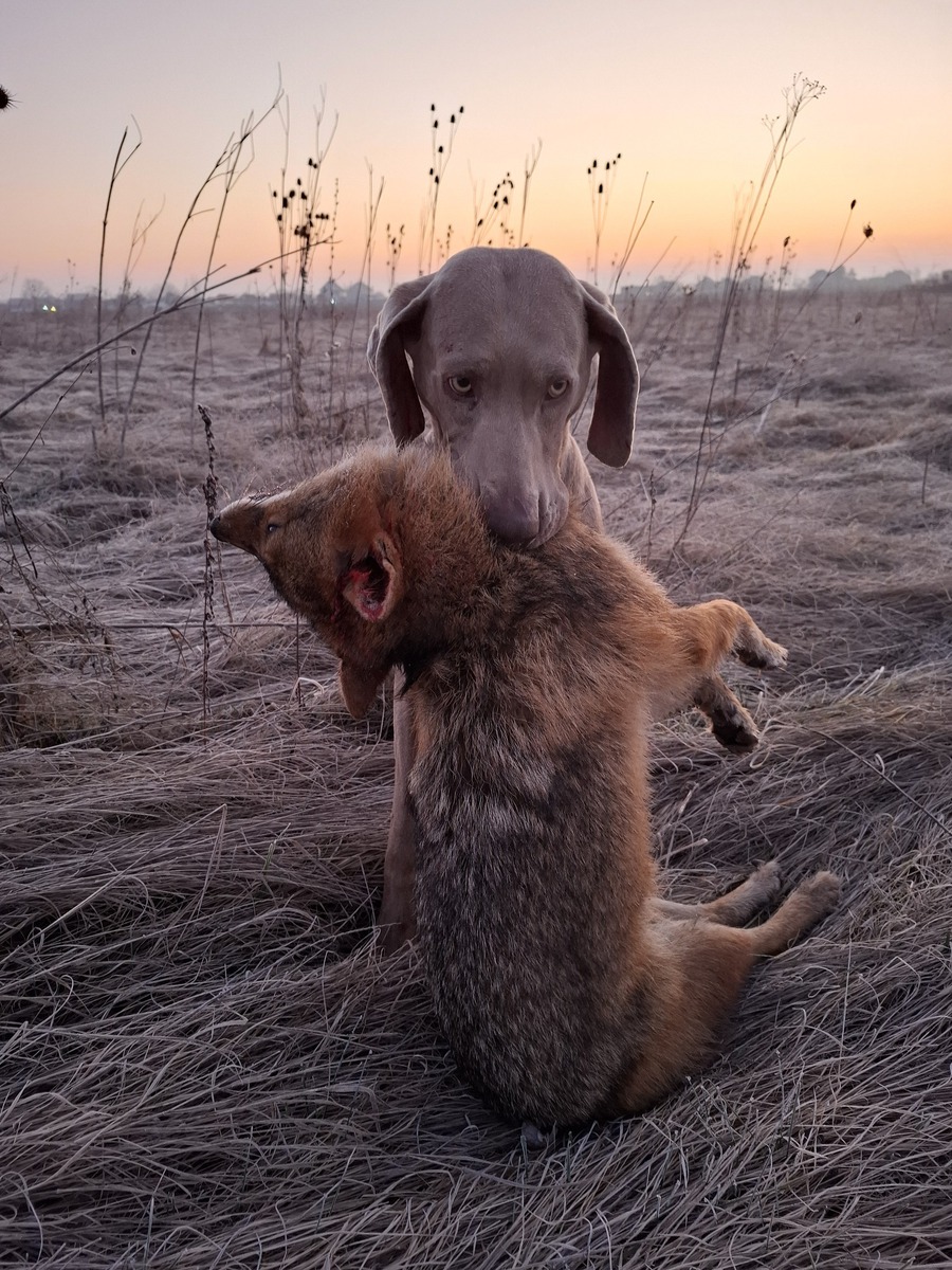 Image of Bella aus Dantes Hölle