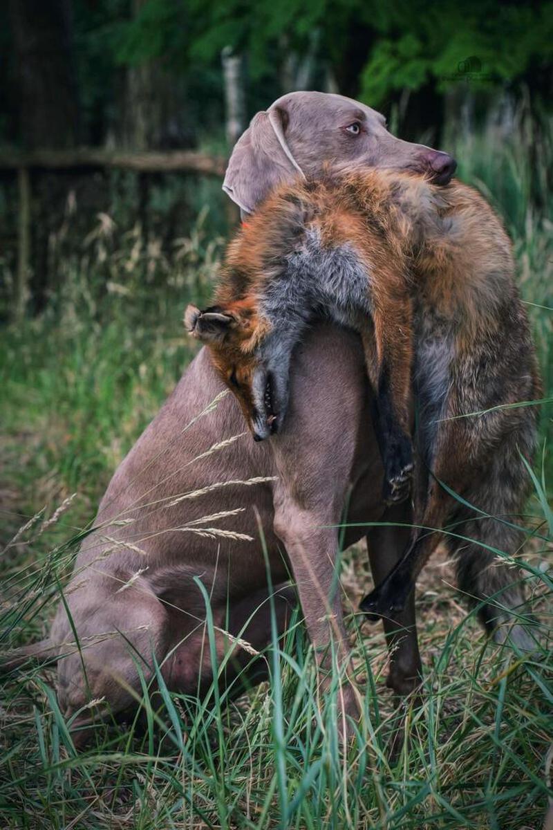 Image of Alvar Aalto Ambergma