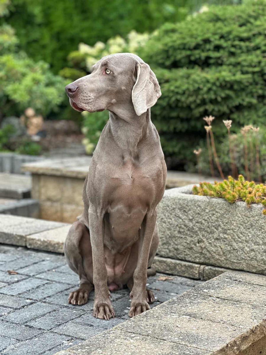 Image of Celine z Milicovskych lesu a haju