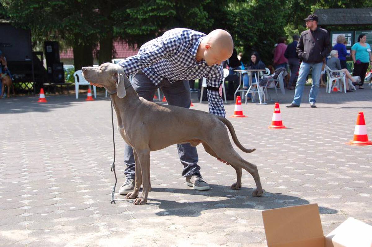 Image of Alvin Alive Silver