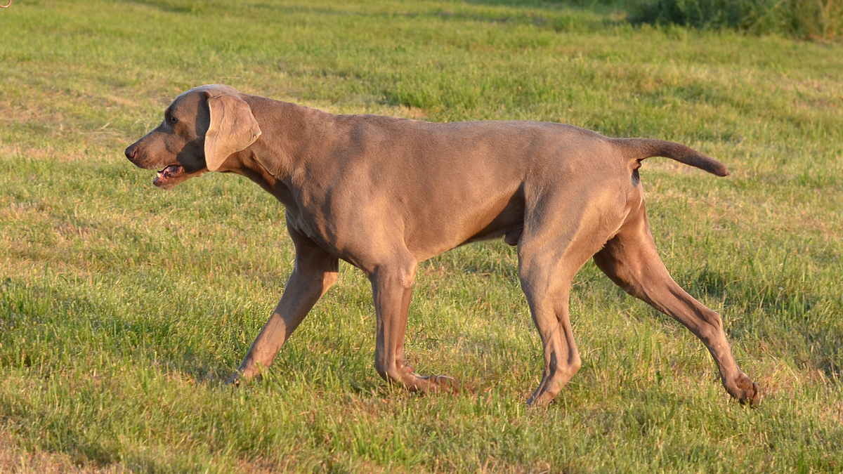 Image of Banjo vom Seeblick