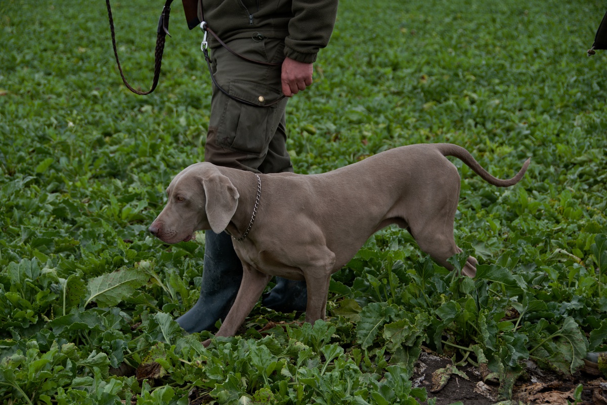 Image of Cis from Schwarzenberk Park