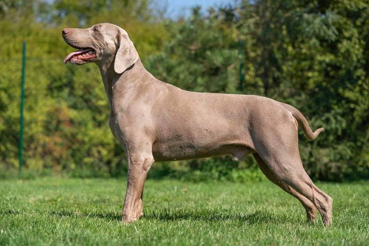 Image of Grmadski Weimaraner Grey Raider