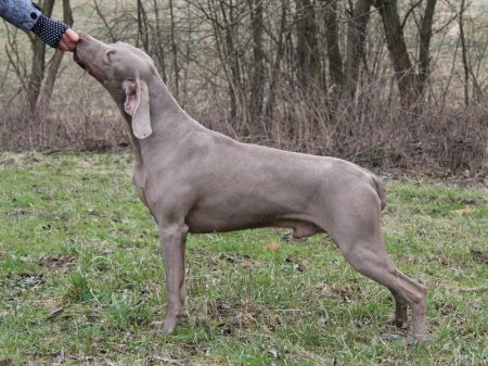 Image of Antony Shefis