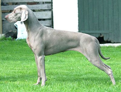 Image of Mimmtrix Susan