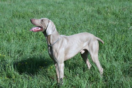 Image of Cony od Potoka Kacaku