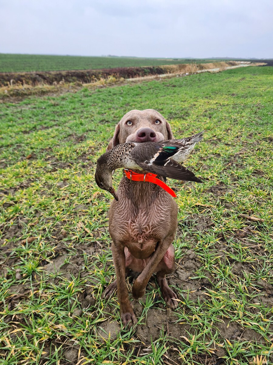 Image of Bella aus Dantes Hölle