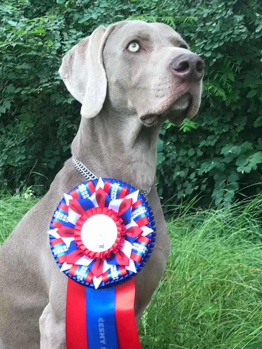 Image of Celine z Milicovskych lesu a haju