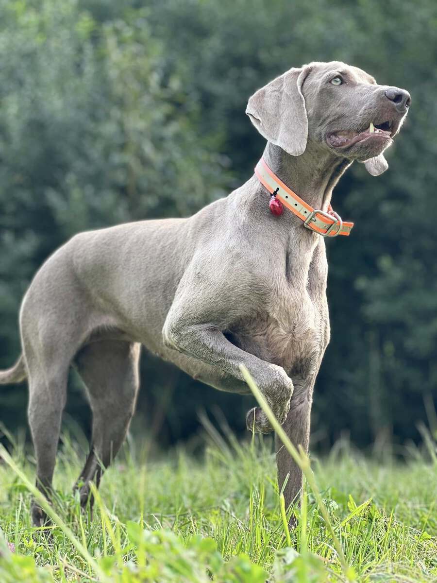 Image of Catching Fire Emerald Marvel