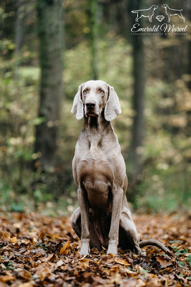 Image of Bitter Sweet Love Emerald Marvel