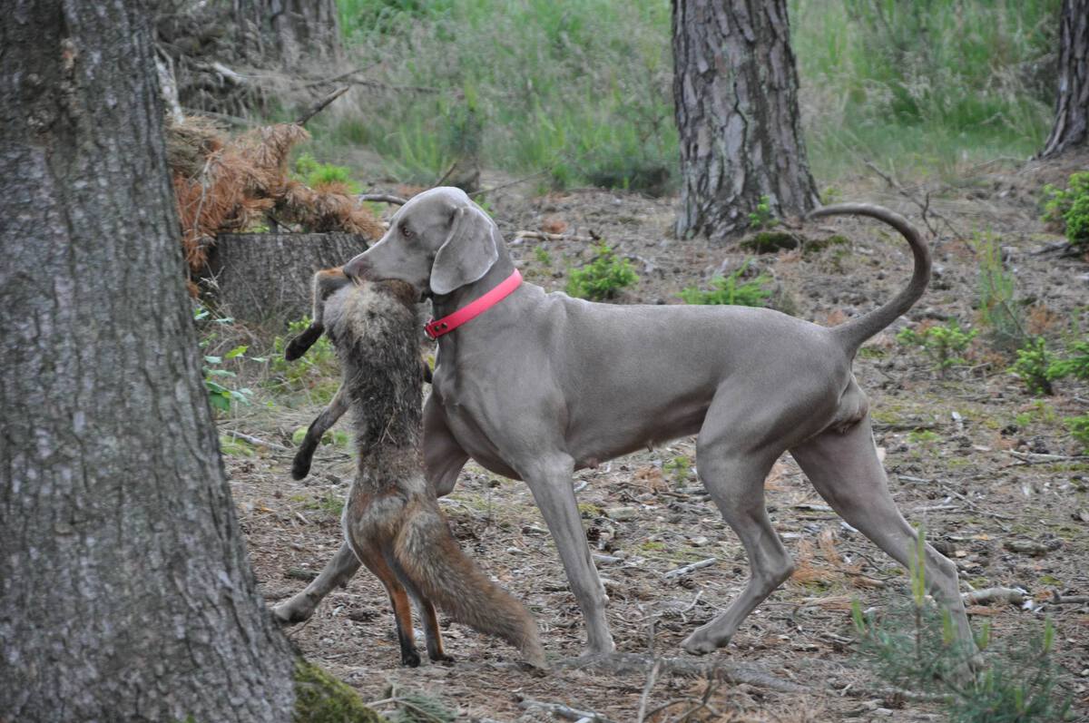 Image of Bitter Sweet Love Emerald Marvel