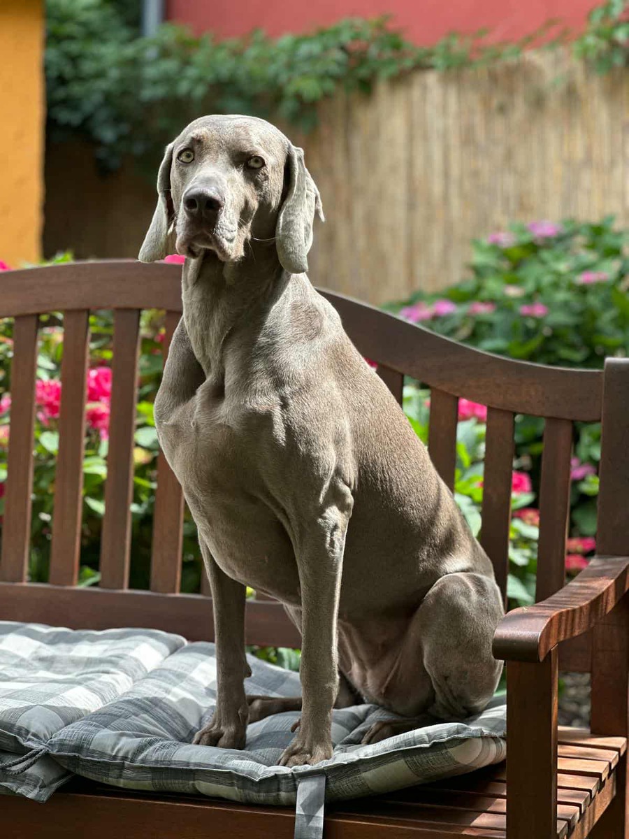 Image of Celine z Milicovskych lesu a haju