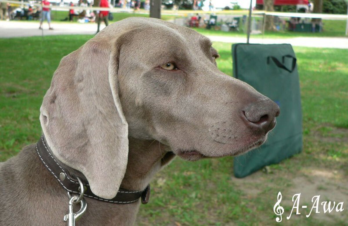 Image of Fraza Kacze Gniazdo