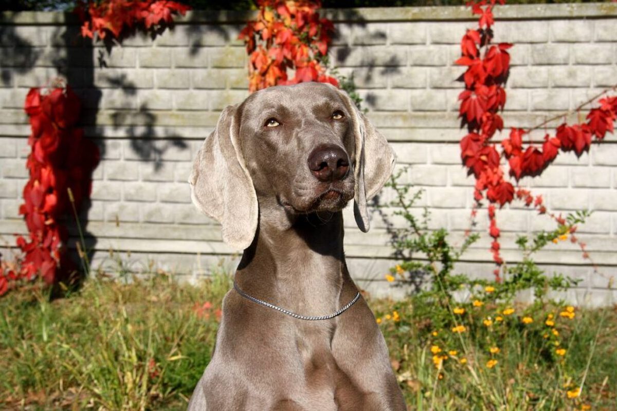 Image of Blue Jean Blues Just Dance 