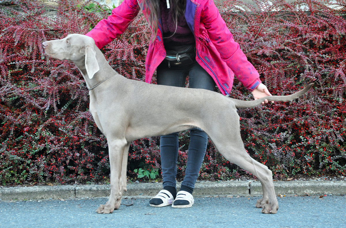 Image of Bitter Sweet Love Emerald Marvel