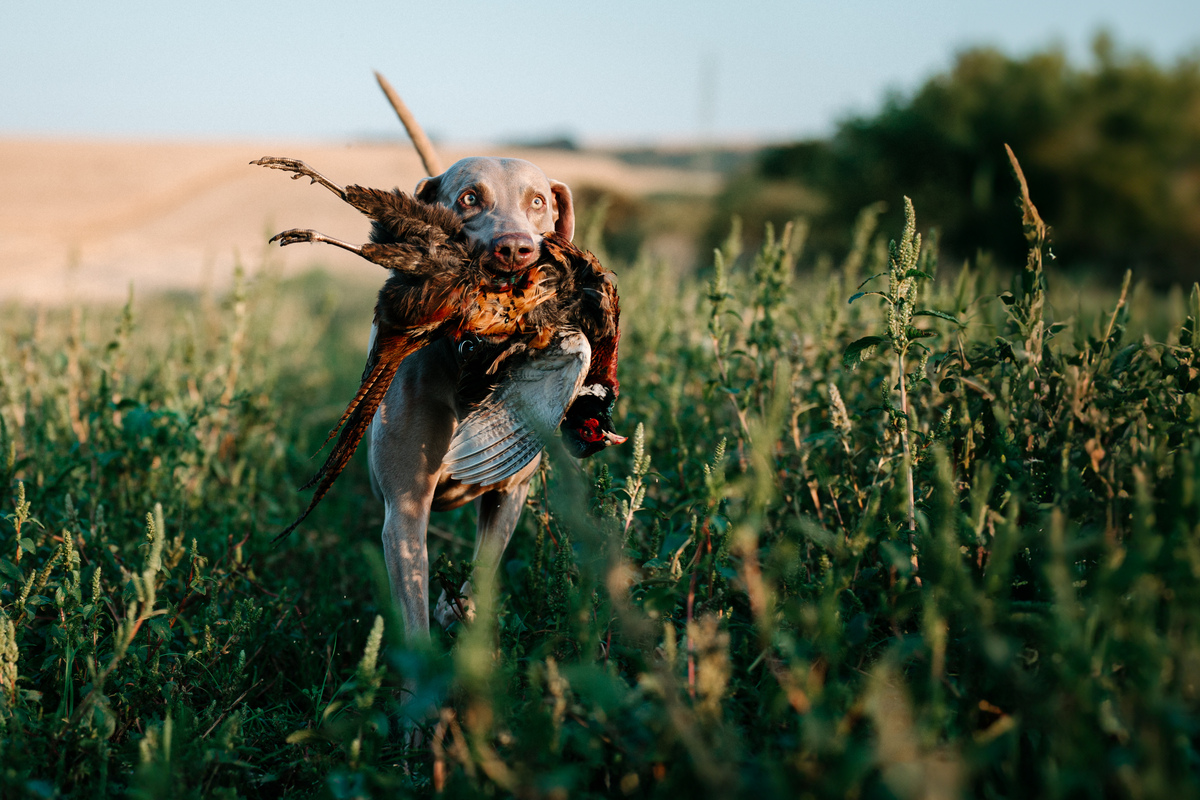 Image of A Touch of Fame Emerald Marvel