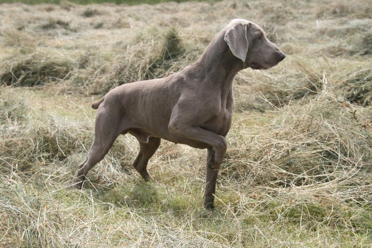 Image of Frisz A-Awa Duma Kazana