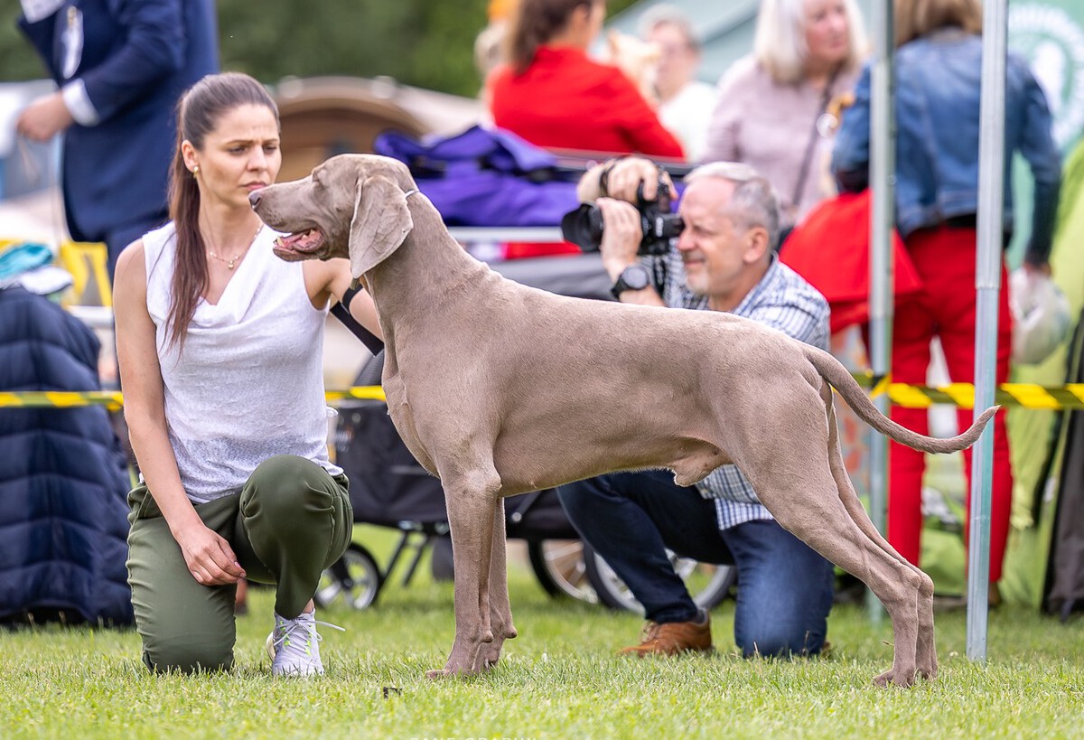 Image of Galliard Just Dance