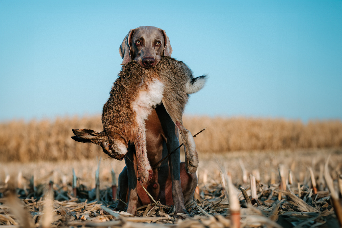 Image of A Touch of Fame Emerald Marvel