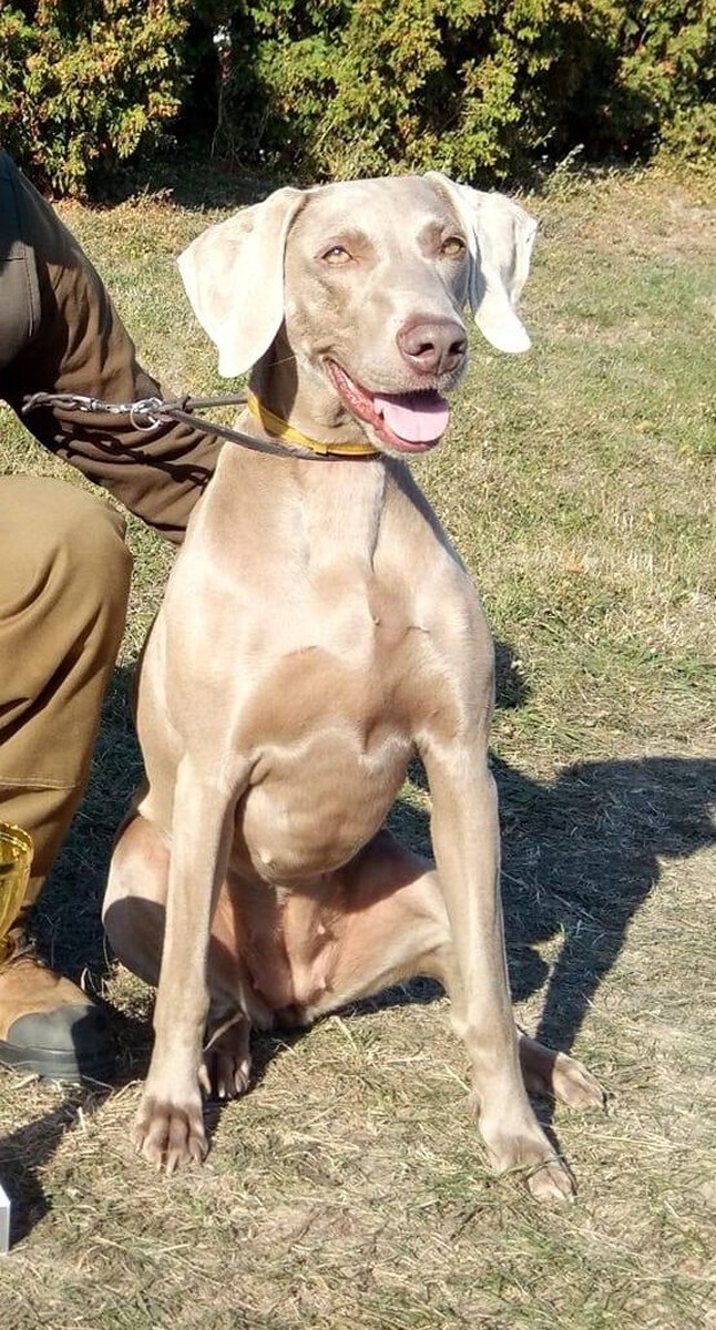 Image of Kornelia Shefis