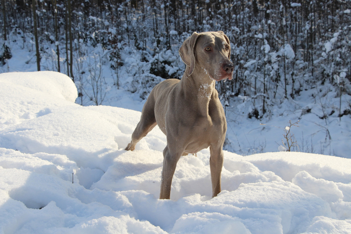 Image of Daisy od Potoka Kacaku