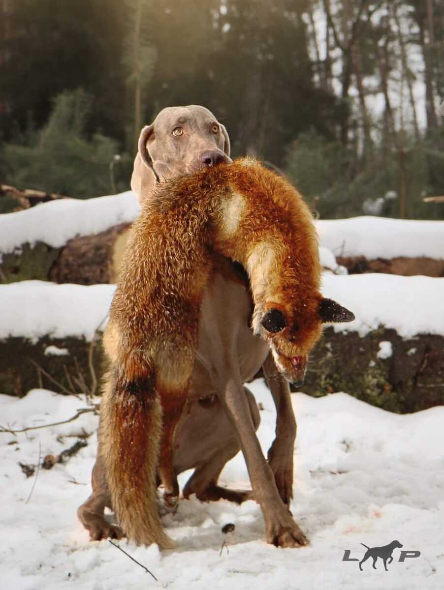 Image of Aura od Mlynske Cidliny